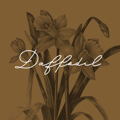 Daffodil